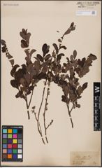 Foto von Salix aurita L.